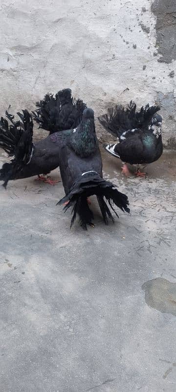 kabotr lakay black big tel for sale 5 pair hen 5