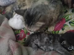 Persian kittens