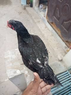 Lasani hen