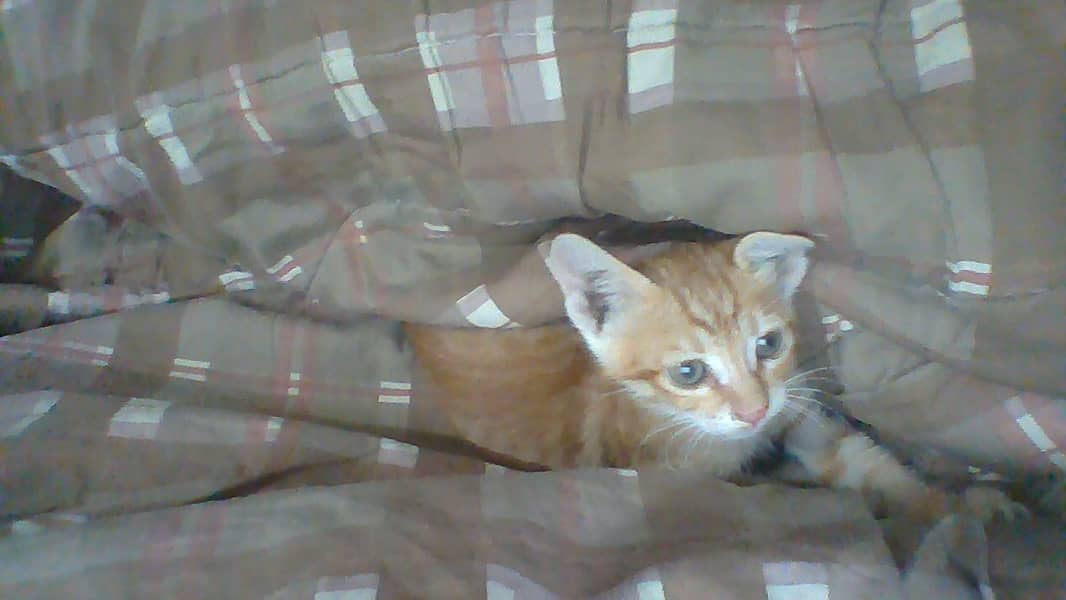 Male Rescue Kitten Needs Home 0