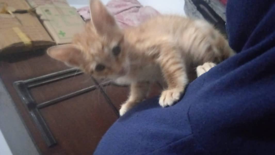 Male Rescue Kitten Needs Home 1