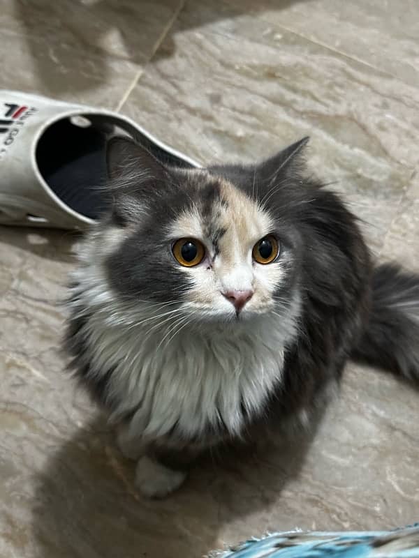 Home Breed Persian Cats for Sale 5