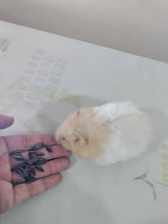 pair long haired Syrian hamster