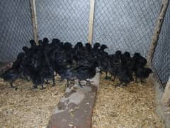 Hens | ayam cemani grey tongue | Ayam Cemani chicken | Aseel Shamo