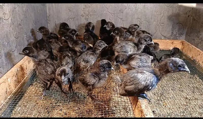 Hens | ayam cemani grey tongue | Ayam Cemani chicken | Aseel Shamo 2