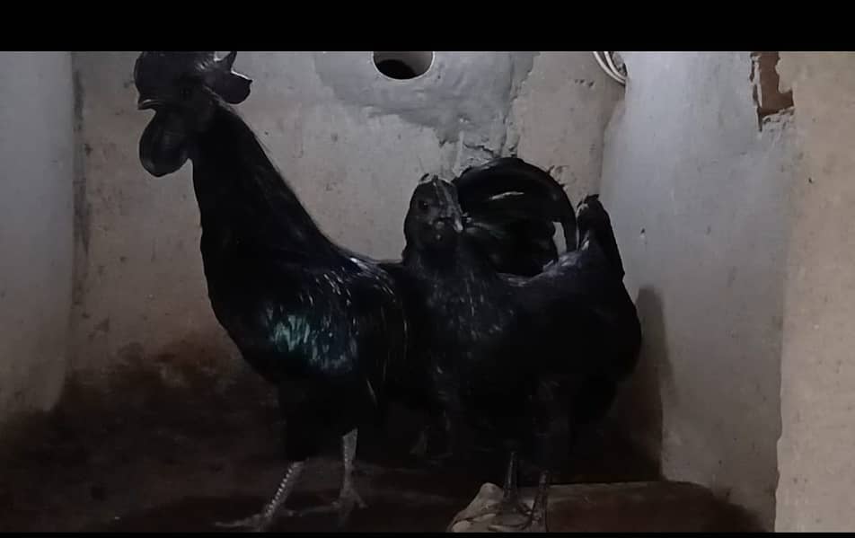 Hens | ayam cemani grey tongue | Ayam Cemani chicken | Aseel Shamo 3