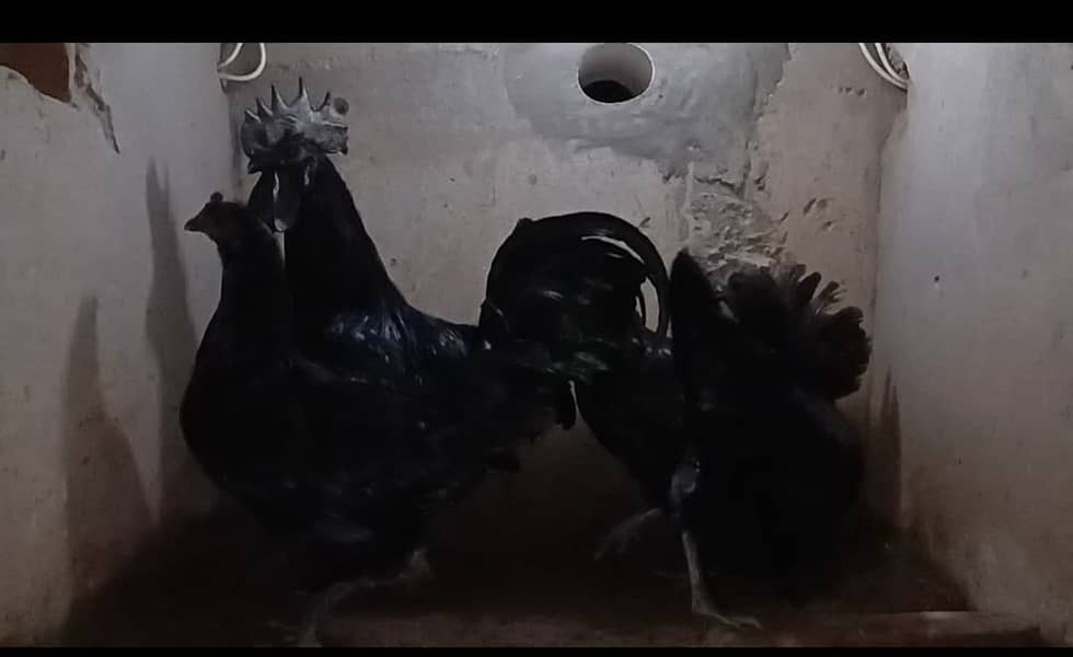 Hens | ayam cemani grey tongue | Ayam Cemani chicken | Aseel Shamo 4