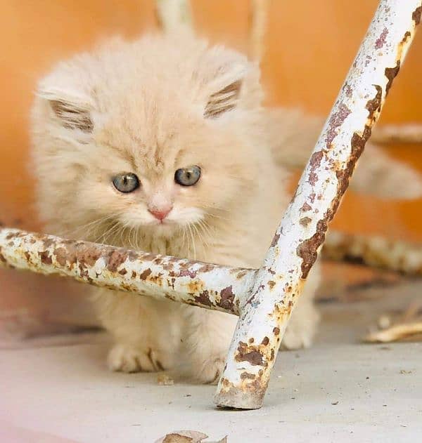 Adorable Kittens for Sale – Friendly, Playful & Ready for a New Home! 7