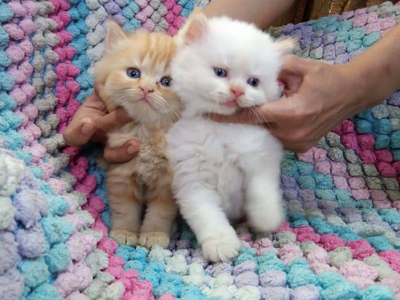 Adorable Kittens for Sale – Friendly, Playful & Ready for a New Home! 10