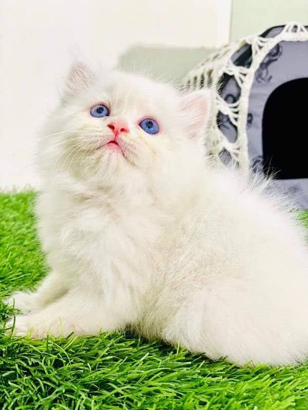 Adorable Kittens for Sale – Friendly, Playful & Ready for a New Home! 11