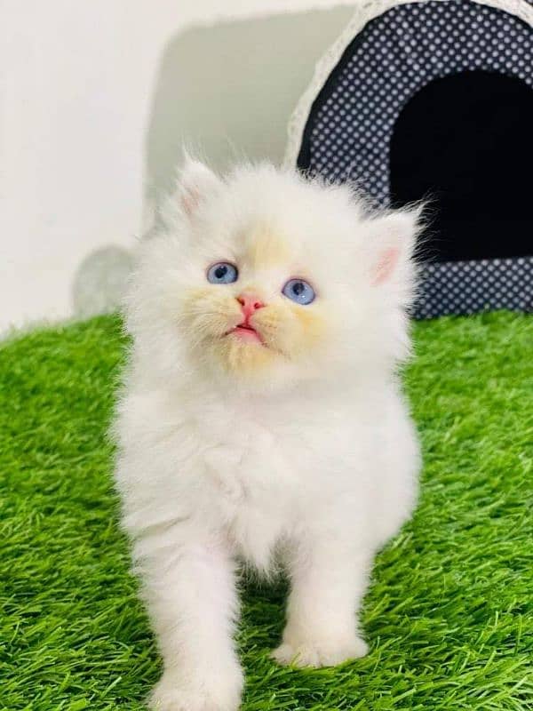 Adorable Kittens for Sale – Friendly, Playful & Ready for a New Home! 12