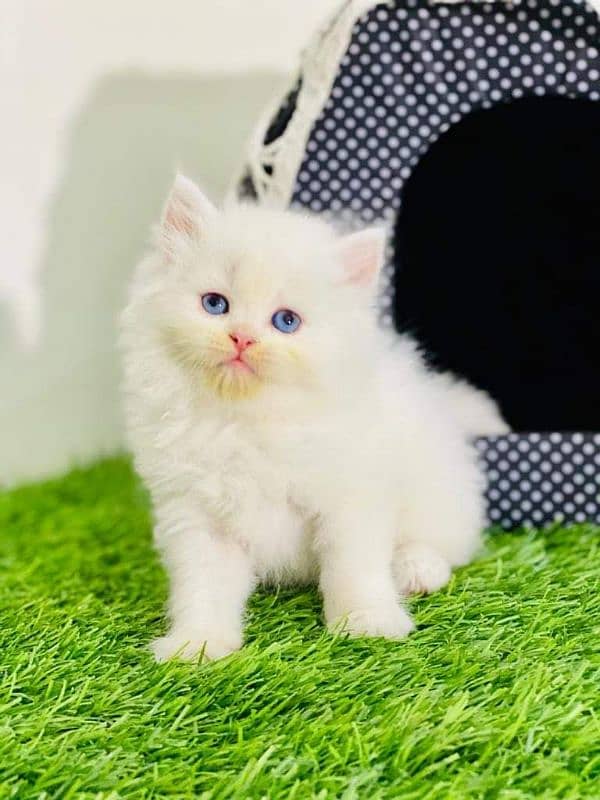 Adorable Kittens for Sale – Friendly, Playful & Ready for a New Home! 13