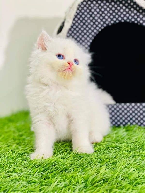 Adorable Kittens for Sale – Friendly, Playful & Ready for a New Home! 14