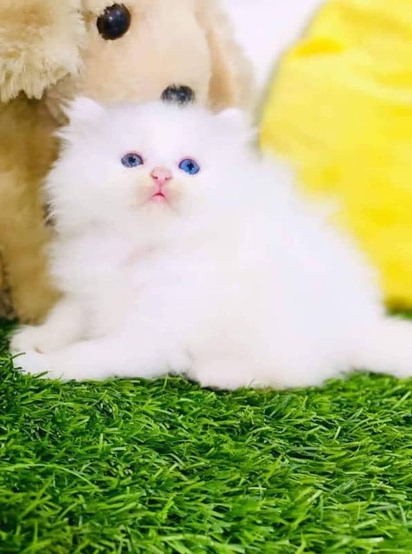 Adorable Kittens for Sale – Friendly, Playful & Ready for a New Home! 15