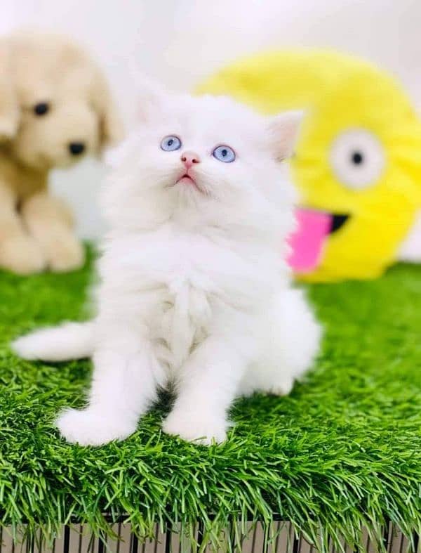 Adorable Kittens for Sale – Friendly, Playful & Ready for a New Home! 17