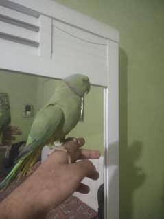 green ringneck tame male available