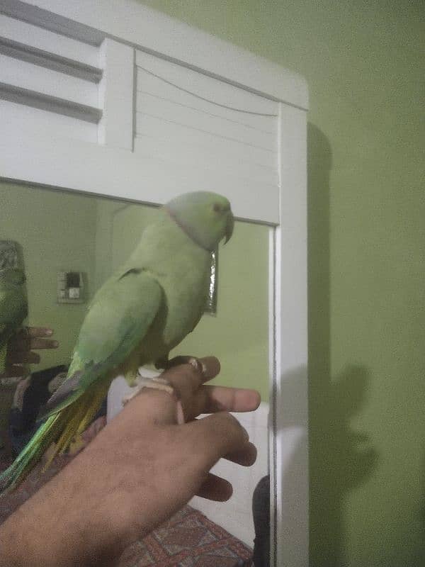 green ringneck tame male available 0