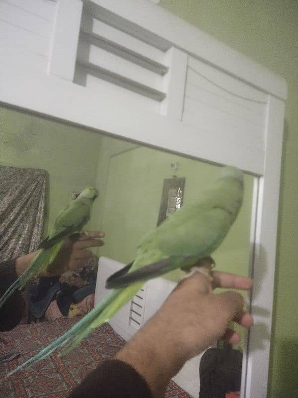 green ringneck tame male available 1