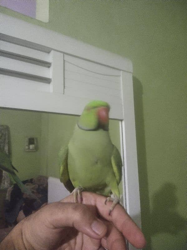 green ringneck tame male available 2