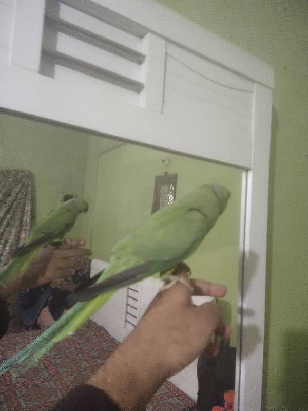 green ringneck tame male available 3