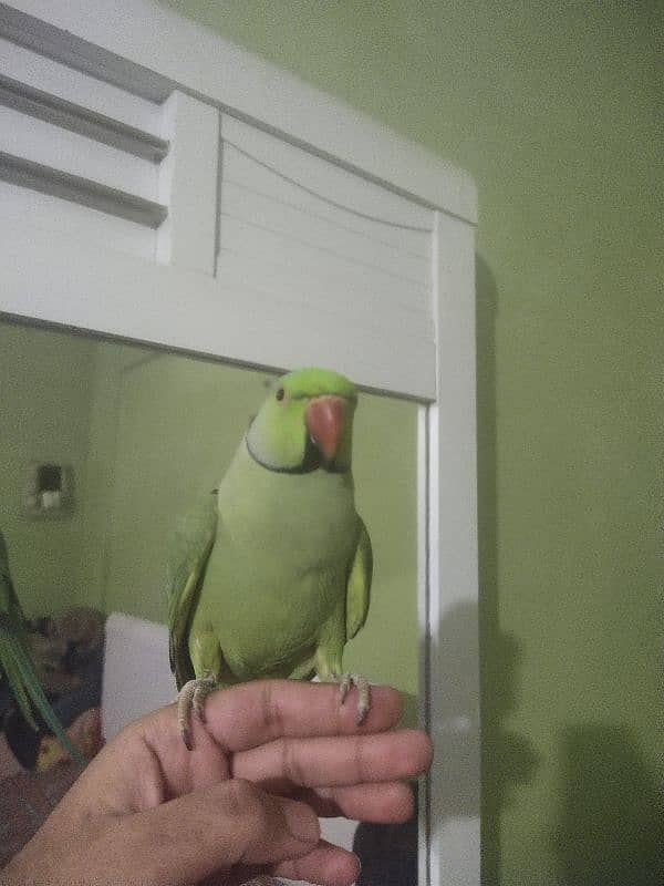 green ringneck tame male available 4