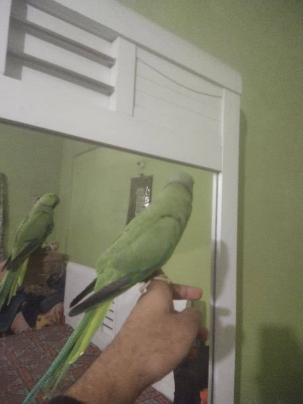 green ringneck tame male available 5