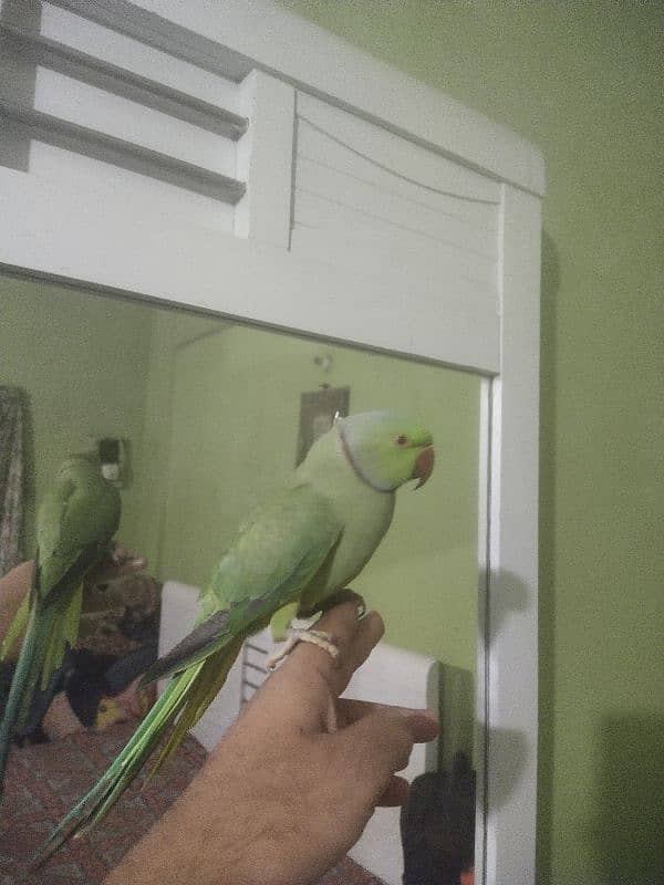 green ringneck tame male available 6