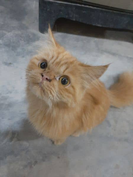 Persian Puched face Cat 1