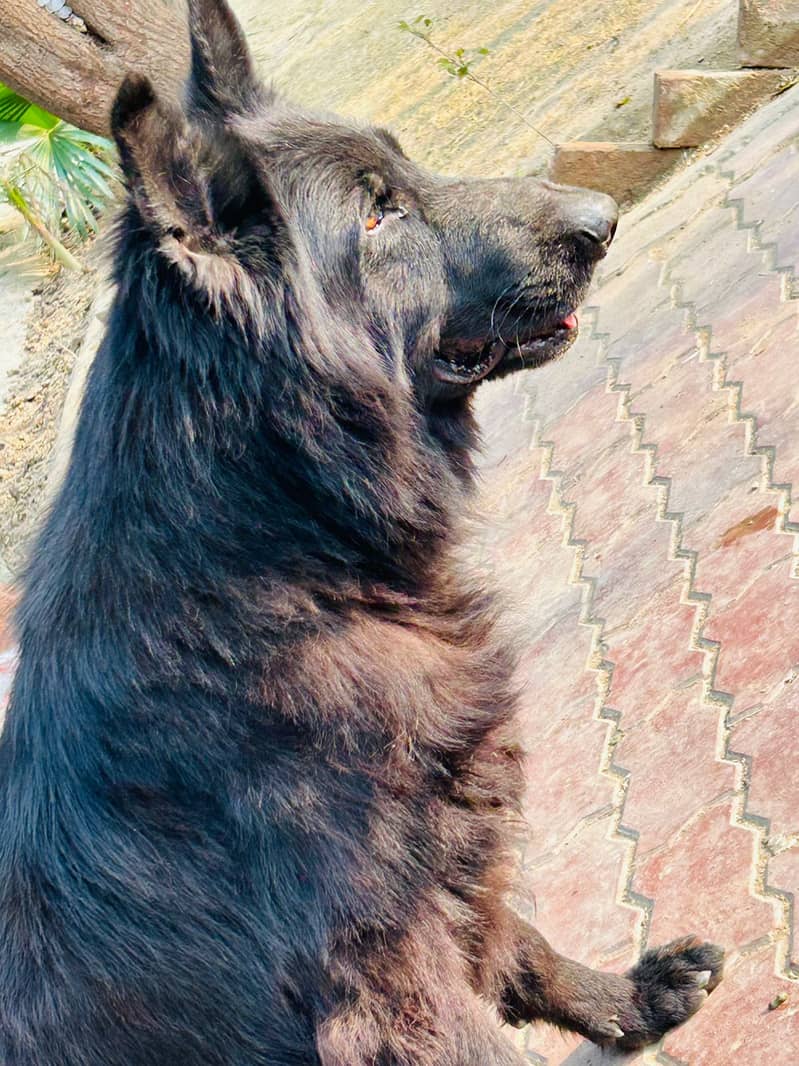 Belgium sherperd Full black Dog Age 2 years 5