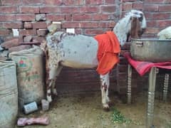 Goat/bkri  3mh k ghban for Sale munsib ho jye ga