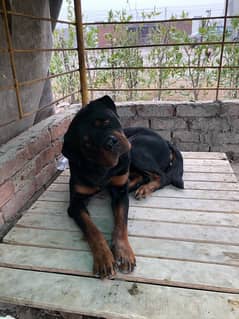 Rottweiler Available for stud