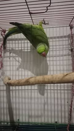 Alexander parrot for sale 1 year