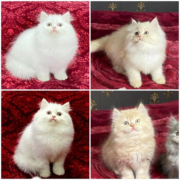 Persian kittens available now 0