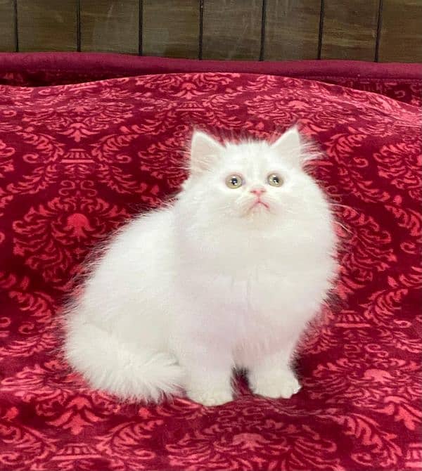 Persian kittens available now 1