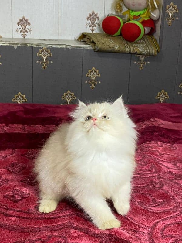 Persian kittens available now 2