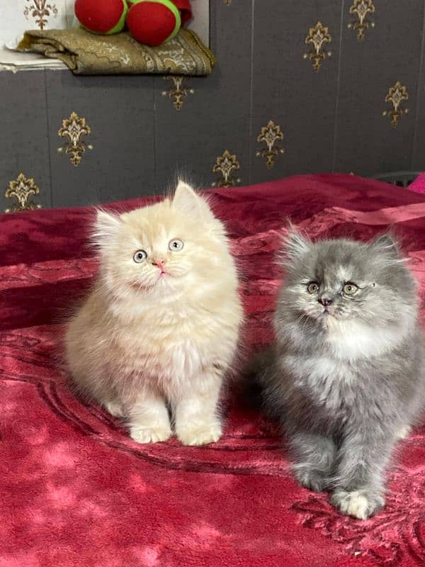 Persian kittens available now 4