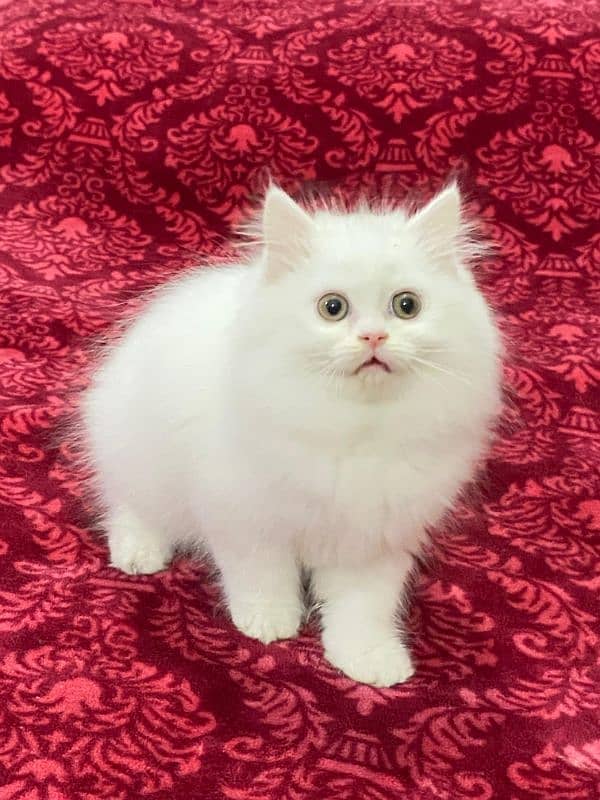 Persian kittens available now 5