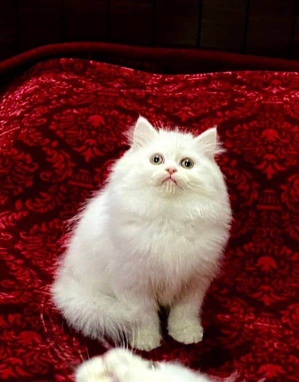 Persian kittens available now 6