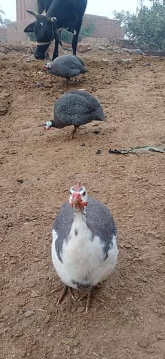 guinea fowl for sale