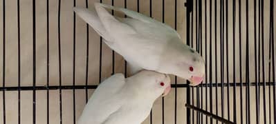 Albino red eyes , lotino red eyes, parblue opline split ino