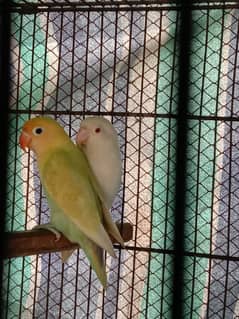 parblue pastel ino to albino red eye breeder pair