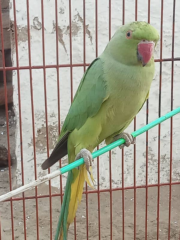 Female Parrot For Sale Mustafa Town 0