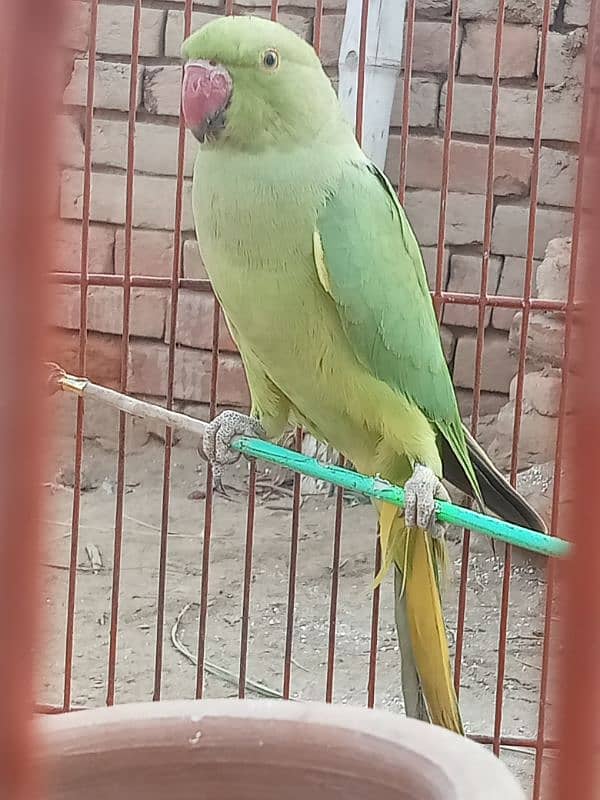 Female Parrot For Sale Mustafa Town 1