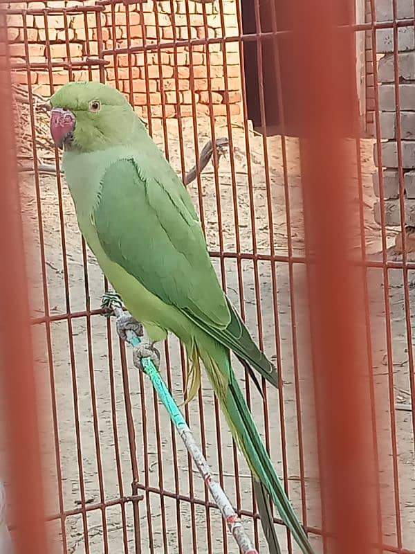 Female Parrot For Sale Mustafa Town 2