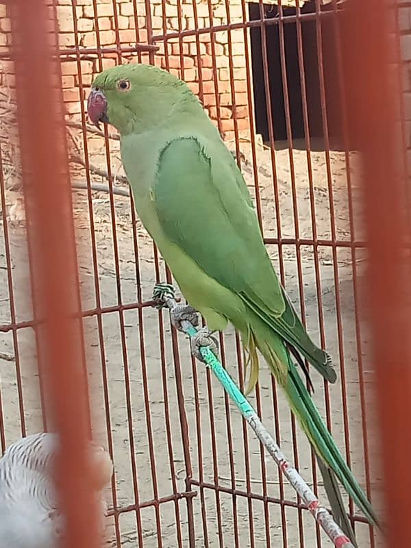 Female Parrot For Sale Mustafa Town 3