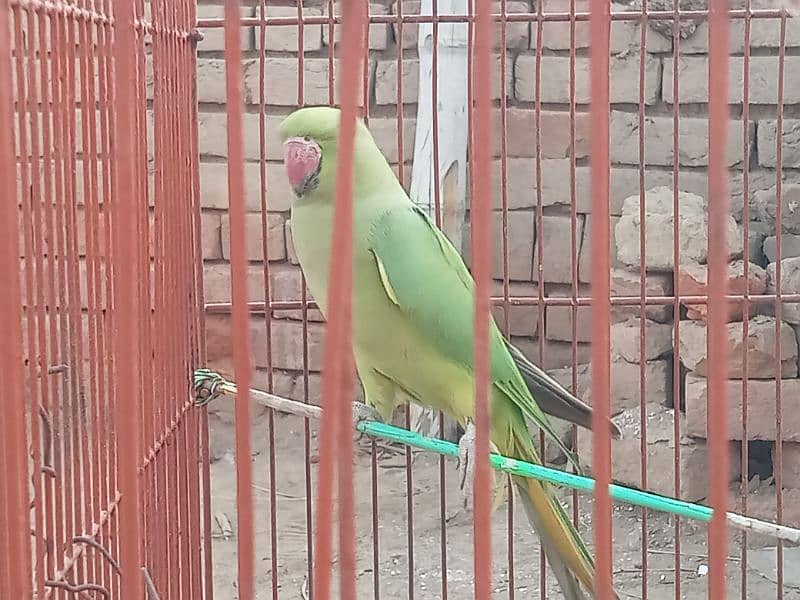 Female Parrot For Sale Mustafa Town 4