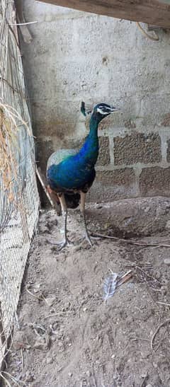 Peacock More Male. healthy & Active age 18 months