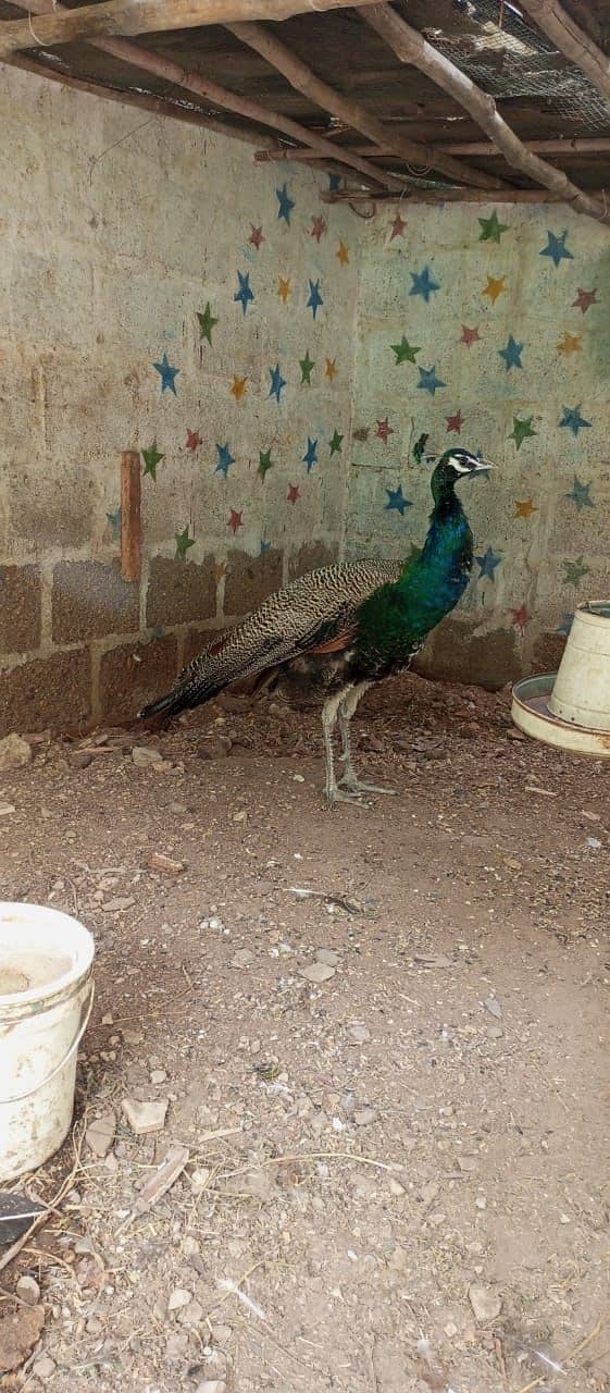 Peacock More Male. healthy & Active age 18 months 1