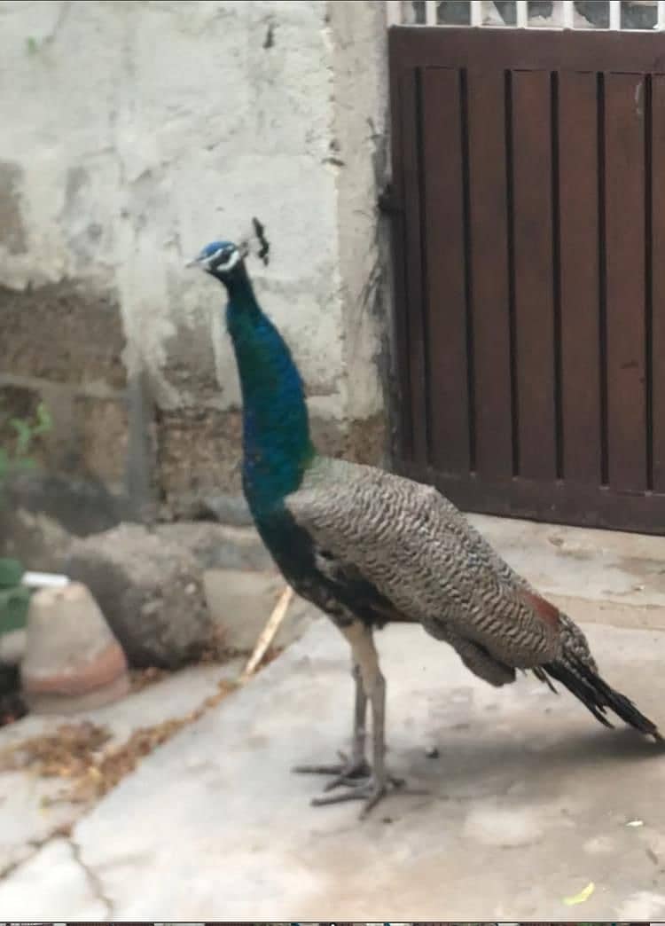 Peacock More Male. healthy & Active age 18 months 2