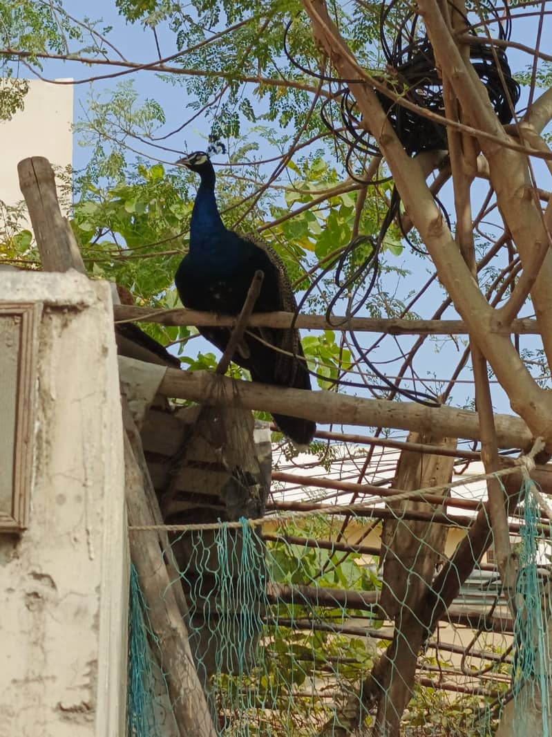 Peacock More Male. healthy & Active age 18 months 4